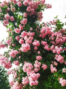 IMG-20250710-WA0003.thumb.jpg.cbcacea2ed78780c4747b12ab0dc17e1.jpg