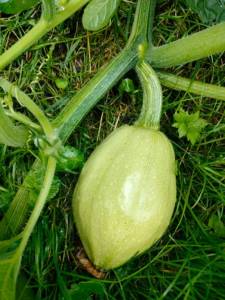 IMG-20250714-WA0000.jpg