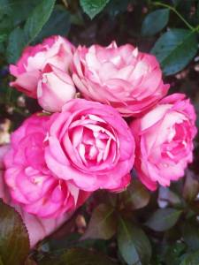 IMG-20250714-WA0004.thumb.jpg.7e82ddddde25224babce07dc0385361b.jpg