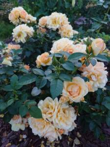IMG-20250714-WA0016.thumb.jpg.f5f0dfff6d48511767440421d4fba7a4.jpg