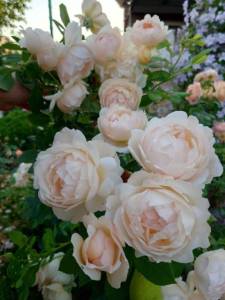 IMG-20250714-WA0018.thumb.jpg.9518ac30b6f49c4686c449738790823f.jpg