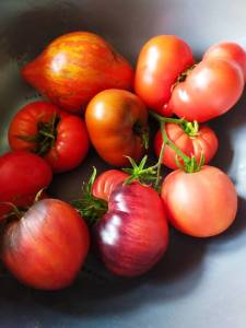IMG-20250715-WA0003.thumb.jpg.80116dd079214ab86fa1e0755d6260f8.jpg
