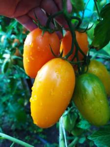 IMG-20250715-WA0008.thumb.jpg.58f0ba19176839d8f6d6e3335e2fdfa8.jpg