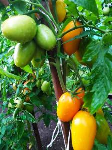 IMG-20250716-WA0006.thumb.jpg.71a9d05689b6cca3bd2b2b2888b4315d.jpg