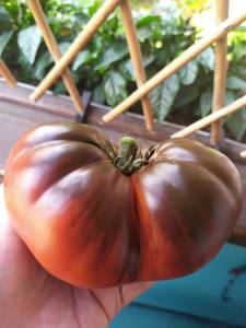 IMG-20250718-WA0000.thumb.jpg.b66e16c3cd3d9ccadcab49051e444828.jpg