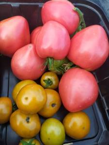 IMG-20250718-WA0009.thumb.jpg.ba738fb95dd504b69b25e1a1d33ded29.jpg