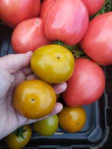 IMG-20250718-WA0010.thumb.jpg.f66e4aff758ed3acd698b7aa305f3e47.jpg
