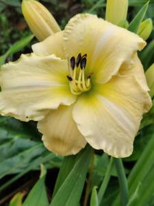 IMG-20250718-WA0012.thumb.jpg.1c8c62fdc041b08132c37ae0ff66e09c.jpg
