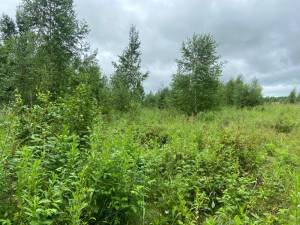 IMG-20250719-WA0054.jpg