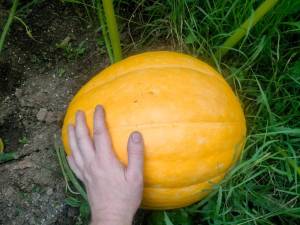IMG-20250720-WA0009.thumb.jpg.eadb69db1467f97af144abef7ef37721.jpg