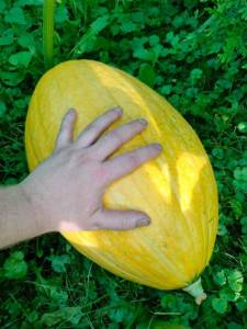 IMG-20250720-WA0010.thumb.jpg.73f241067c682ee25821ee966813cd34.jpg