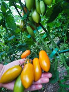 IMG-20250720-WA0012.thumb.jpg.fff87b1168936e50d1a8ddb8d1153e57.jpg