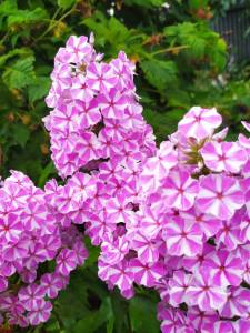 IMG-20250720-WA0016.thumb.jpg.f9965dc7920bc4b670dfc51b84e7acee.jpg