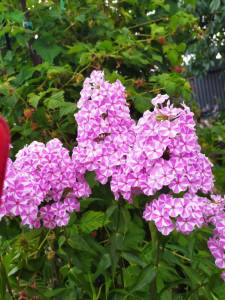 IMG-20250720-WA0017.thumb.jpg.ea0f62eb83d97f4a5038a86726cdb027.jpg