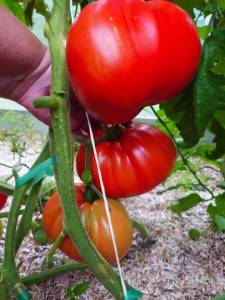 IMG-20250720-WA0018.thumb.jpg.102935ede3ba5ff4745ae82d0e9f95b2.jpg