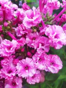 IMG-20250720-WA0032.thumb.jpg.b827763584b0e082c8fc7372df536748.jpg