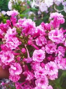 IMG-20250720-WA0033.thumb.jpg.e0ccda85303dcd44a5085dd341ef1e3b.jpg