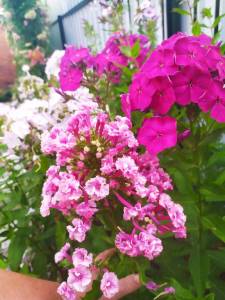 IMG-20250720-WA0034.thumb.jpg.a3ab81d624ddcb87668d1020ddb6bb29.jpg
