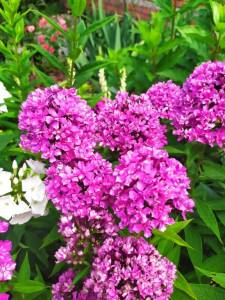 IMG-20250720-WA0036.thumb.jpg.36f5c6df47d7ac6268fcf917fedbdbfc.jpg