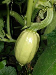IMG-20250721-WA0000.thumb.jpg.85ea84961379cf4ee9f0e91b3bc666d6.jpg