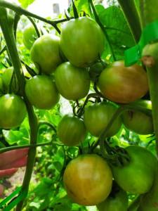 IMG-20250726-WA0003.thumb.jpg.eaf40d59e4c866041bb40fc29fe2999d.jpg