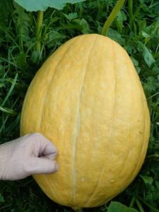 IMG-20250726-WA0005.thumb.jpg.6130777992deb53ce2b42c40f996ff91.jpg