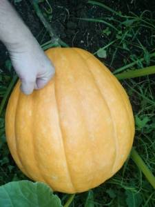 IMG-20250726-WA0006.thumb.jpg.6cc413c1896cca849c2e759860b9c506.jpg