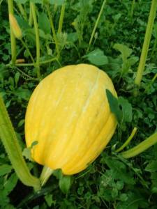 IMG-20250726-WA0007.thumb.jpg.f44bf91dd7f8086f63d03e73d32064b0.jpg
