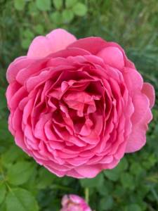 IMG_0376.jpeg