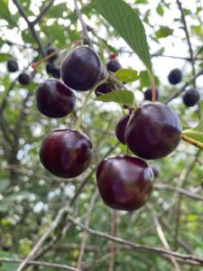 IMG_0378.jpeg