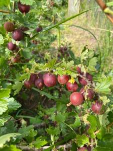 IMG_0381.jpeg