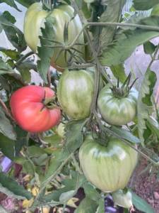 IMG_0382.jpeg