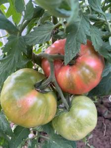 IMG_0383.jpeg