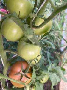 IMG_0384.jpeg