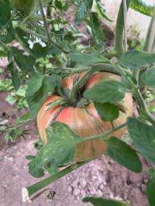 IMG_0385.jpeg