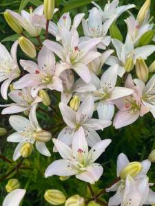 IMG_0386.jpeg