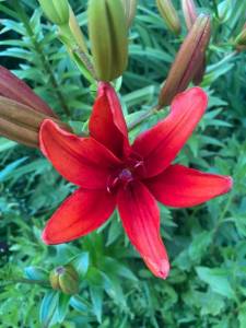 IMG_0387.jpeg