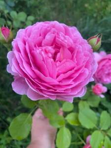 IMG_0388.jpeg
