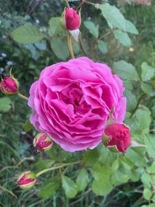 IMG_0389.jpeg