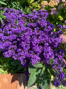 IMG_0398.jpeg