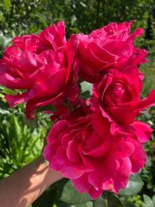 IMG_0400.jpeg