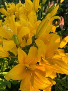 IMG_0409.jpeg