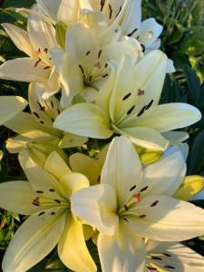 IMG_0410.jpeg