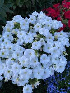 IMG_0418.jpeg