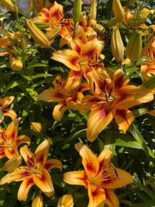 IMG_0437.jpeg