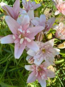 IMG_0438.jpeg