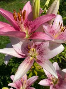 IMG_0439.jpeg