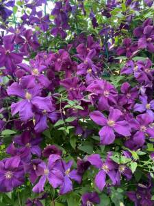 IMG_0444.jpeg