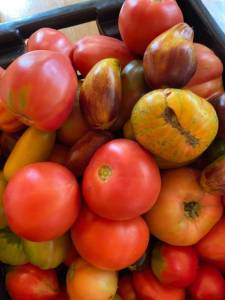 IMG_0450.jpeg