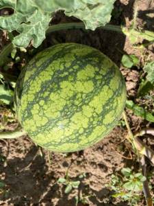 IMG_0467.jpeg